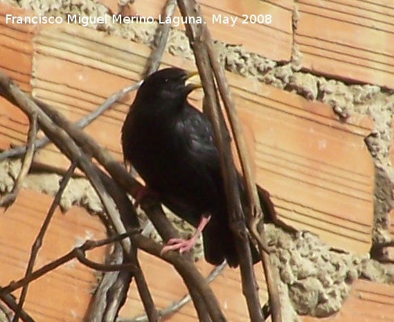 Pájaro Estornino negro - Pájaro Estornino negro. Navas de San Juan