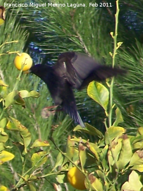 Pájaro Estornino negro - Pájaro Estornino negro. Tabernas