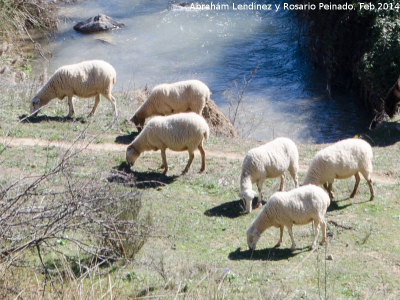 Oveja - Oveja. Ro Susana - Valdepeas de Jan