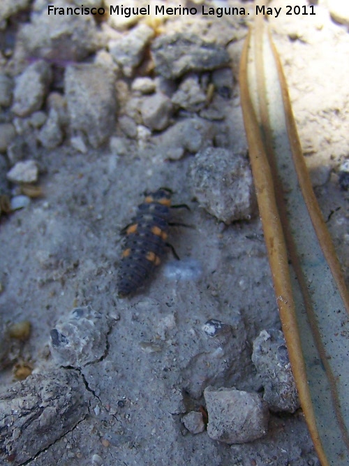 Mariquita de 7 puntos - Mariquita de 7 puntos. Larva. Salaria - beda