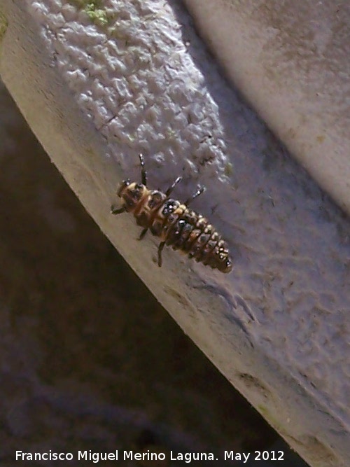 Mariquita de 7 puntos - Mariquita de 7 puntos. Larva. Tzar - Mocln