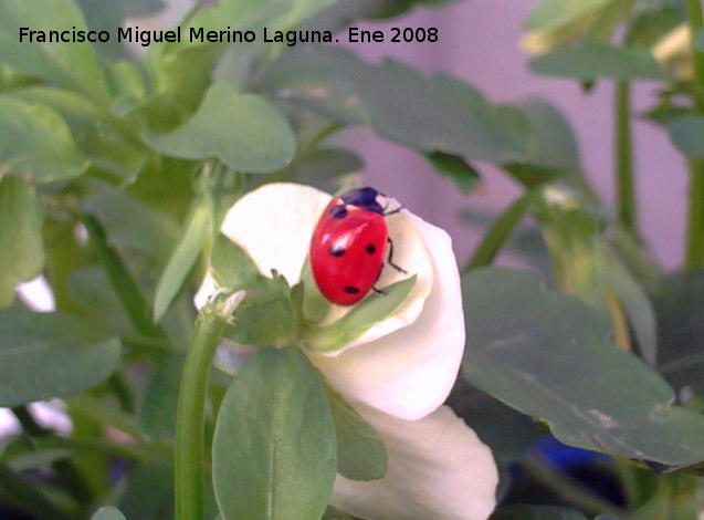 Mariquita de 7 puntos - Mariquita de 7 puntos. Los Villares