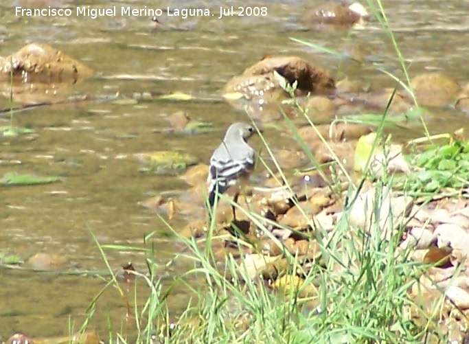 Pjaro Lavandera - Pjaro Lavandera. Segura