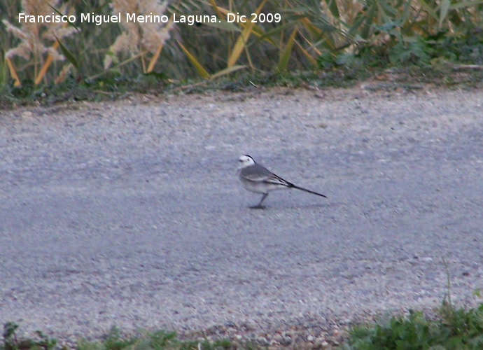 Pjaro Lavandera - Pjaro Lavandera. Macho. Villanueva de las Torres