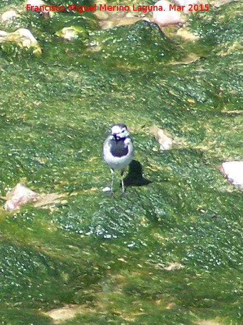 Pjaro Lavandera - Pjaro Lavandera. Villanueva de la Reina