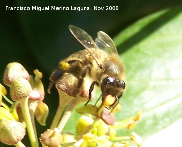 Abeja - Abeja. Los Villares