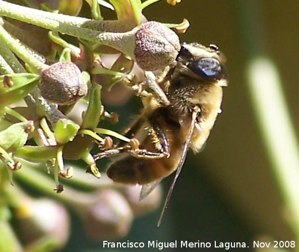 Abeja - Abeja. Los Villares