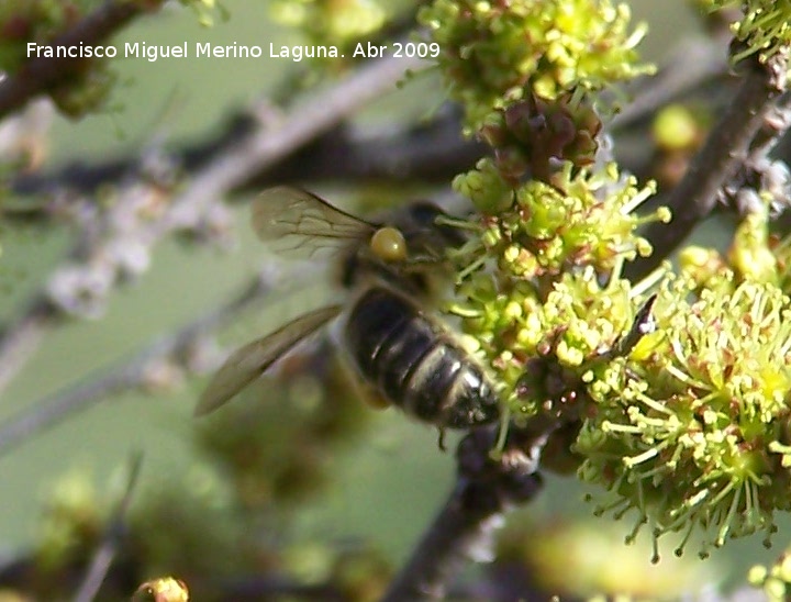 Abeja - Abeja. Arquillos