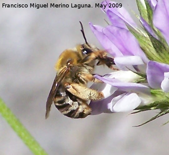 Abeja - Abeja. Los Caones. Jan