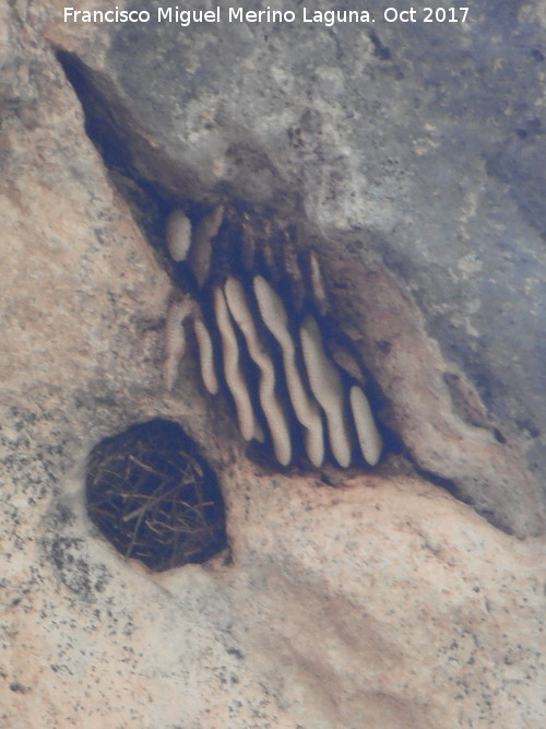 Abeja - Abeja. Colmena natural en un abrigo del Ro Bailn - Zuheros