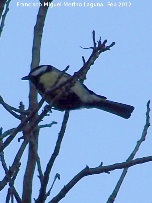 Pjaro Carbonero - Pjaro Carbonero. Lagunillas - Los Villares