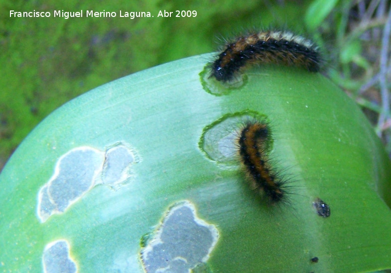 Oruga peluda - Oruga peluda. Arquillos