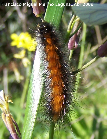 Oruga peluda - Oruga peluda. Arquillos