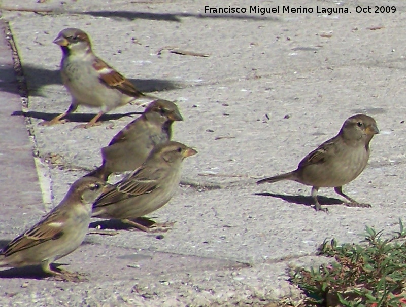 Pjaro Gorrin - Pjaro Gorrin. Linares