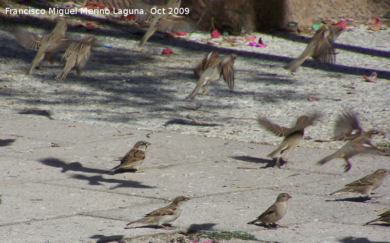 Pjaro Gorrin - Pjaro Gorrin. Linares