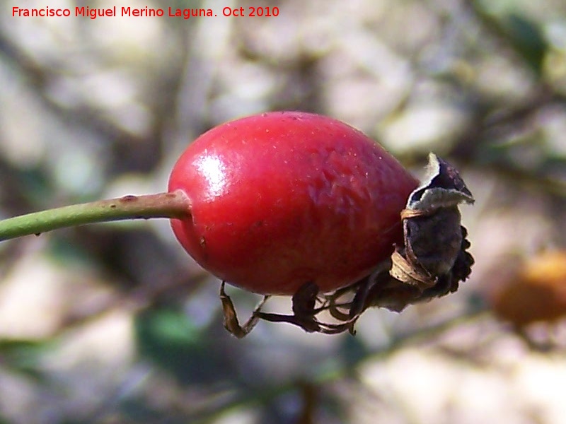 Escaramujo - Escaramujo. Pilago - Linares