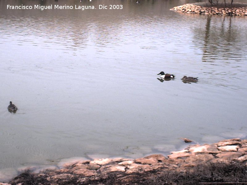 Parque Nacional de Las Tablas de Daimiel - Parque Nacional de Las Tablas de Daimiel. 