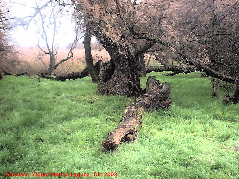 Parque Nacional de Las Tablas de Daimiel - Parque Nacional de Las Tablas de Daimiel. 