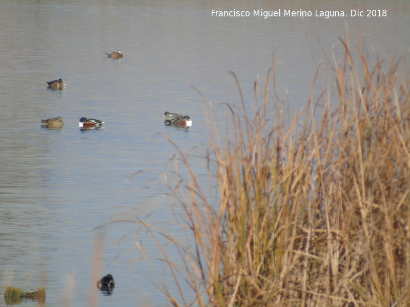 Parque Nacional de Las Tablas de Daimiel - Parque Nacional de Las Tablas de Daimiel. 