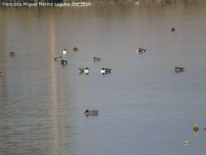 Parque Nacional de Las Tablas de Daimiel - Parque Nacional de Las Tablas de Daimiel. Aves