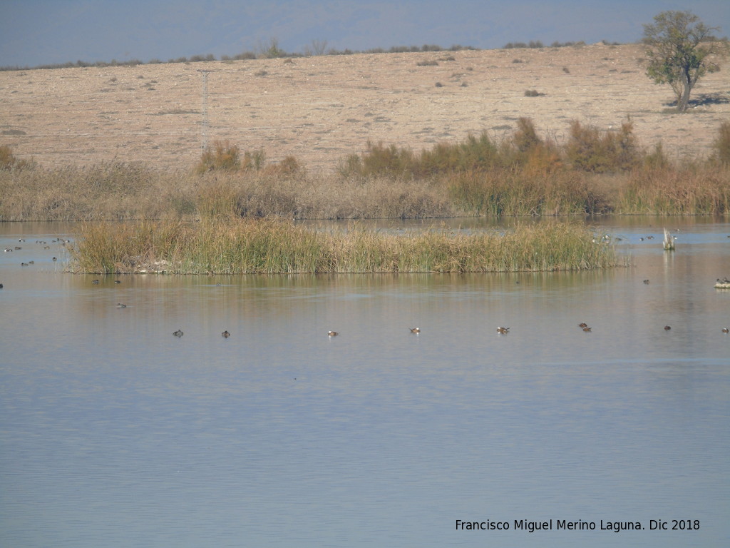 Parque Nacional de Las Tablas de Daimiel - Parque Nacional de Las Tablas de Daimiel. 