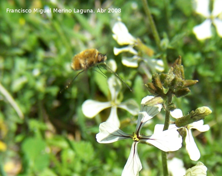 Mosca abeja mayor - Mosca abeja mayor. Jan