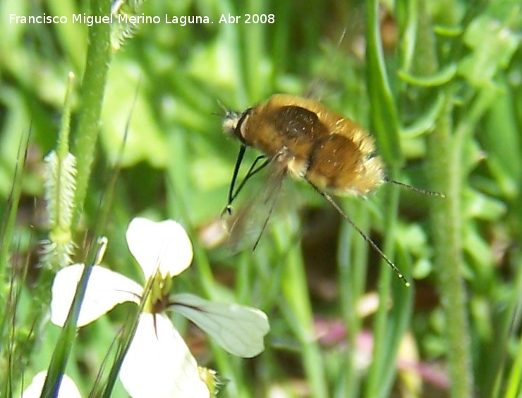 Mosca abeja mayor - Mosca abeja mayor. Jan