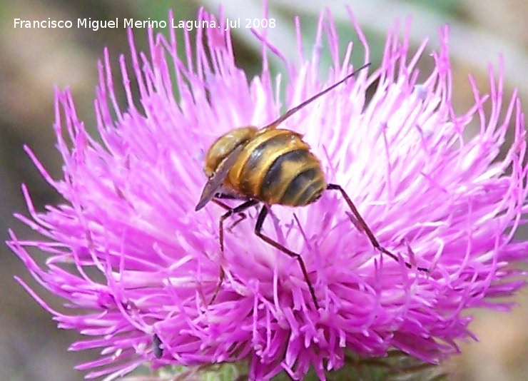 Mosca del estilete - Mosca del estilete. Segura