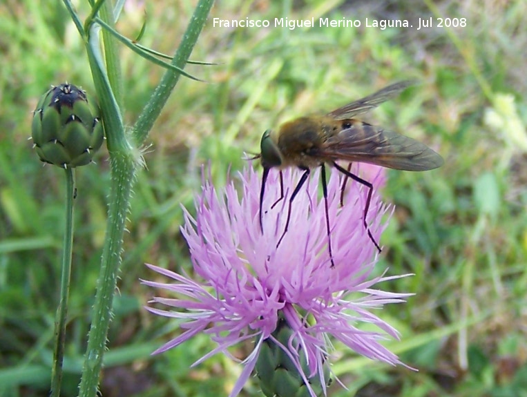 Mosca del estilete - Mosca del estilete. Segura