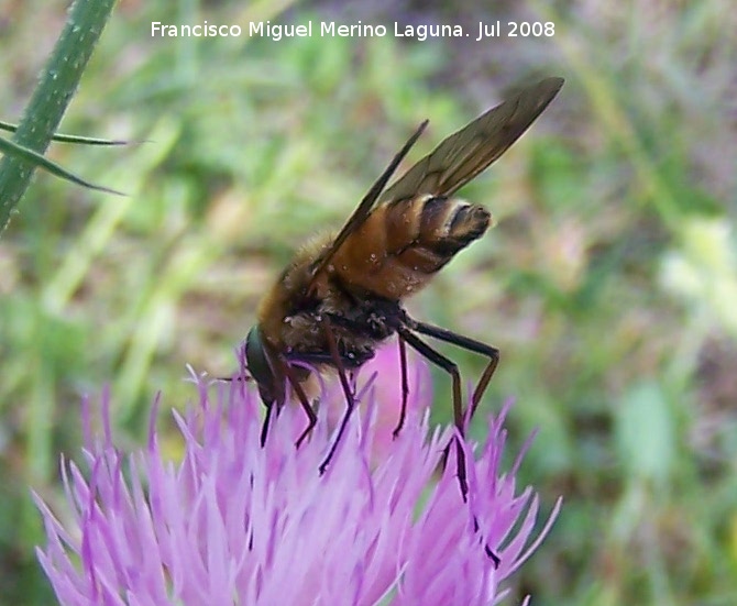 Mosca del estilete - Mosca del estilete. Segura