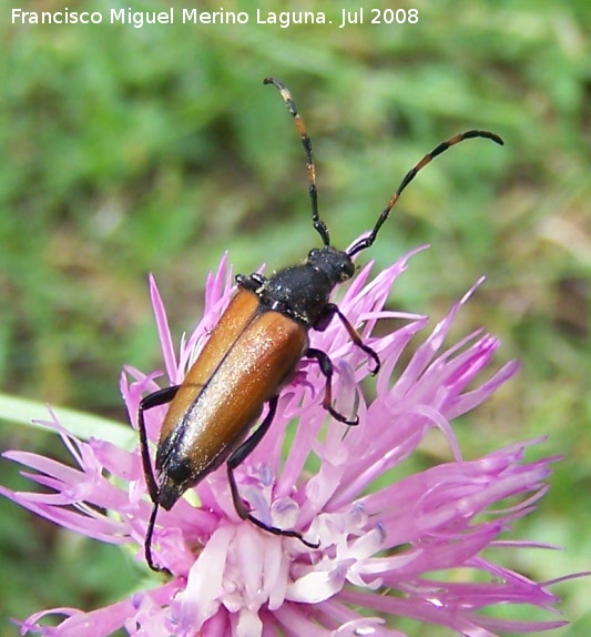 Escarabajo longicorne - Escarabajo longicorne. Segura