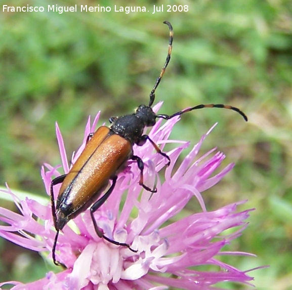 Escarabajo longicorne - Escarabajo longicorne. Segura