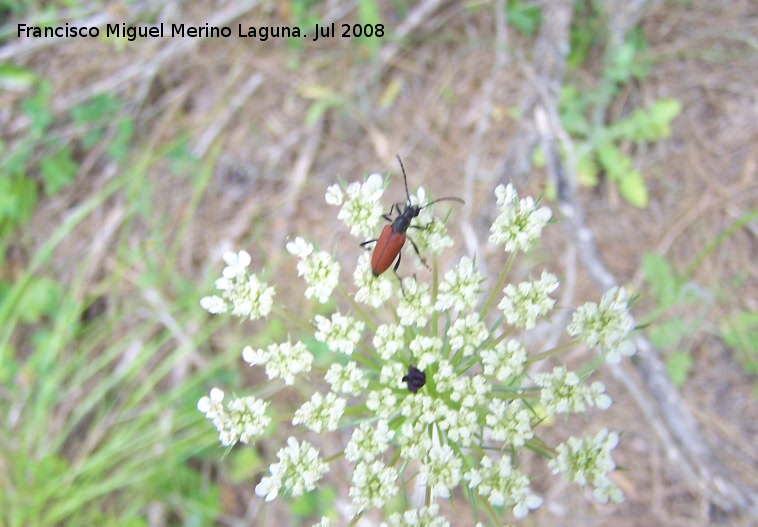 Escarabajo longicorne - Escarabajo longicorne. Segura