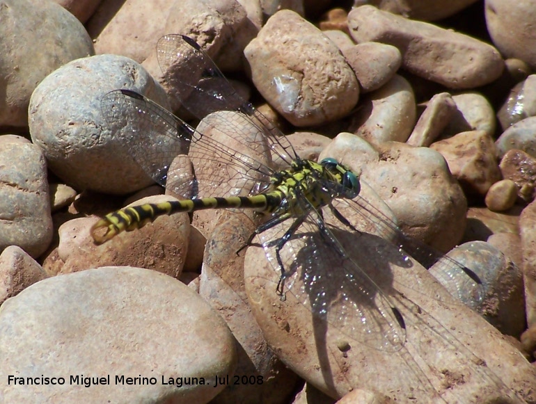 Liblula tigre - Liblula tigre. Segura