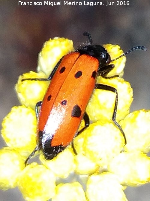Escarabajo meloideo - Escarabajo meloideo. Los Villares