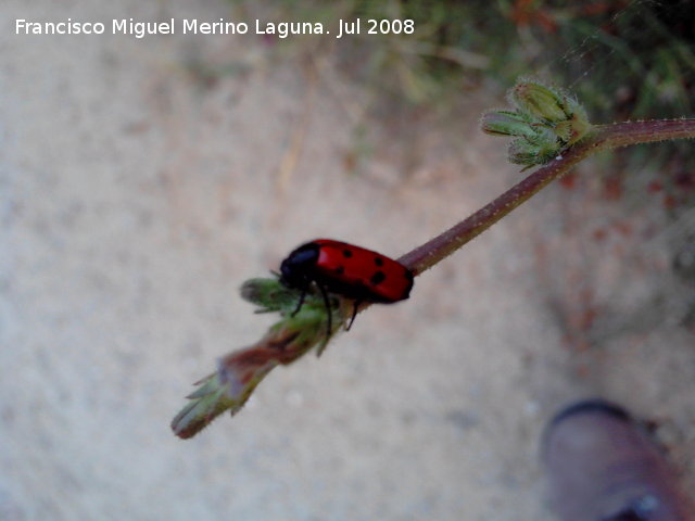 Escarabajo meloideo - Escarabajo meloideo. Segura