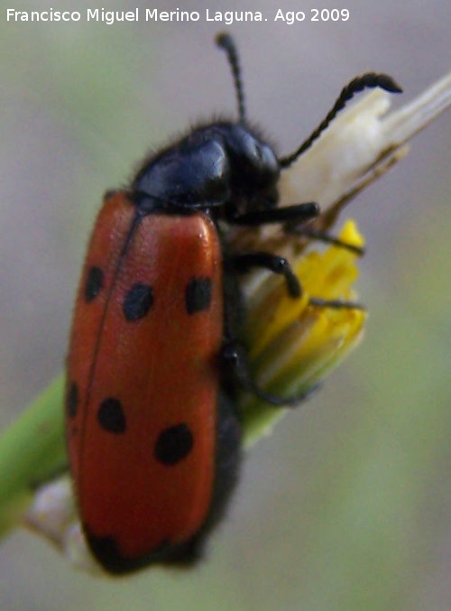Escarabajo meloideo - Escarabajo meloideo. Arrollo Maguillo (Santiago Pontones)