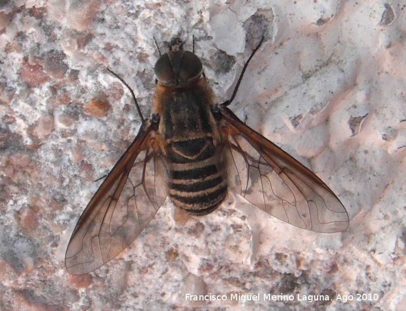 Mosca villa - Mosca villa. Prado Maguillo - Santiago Pontones