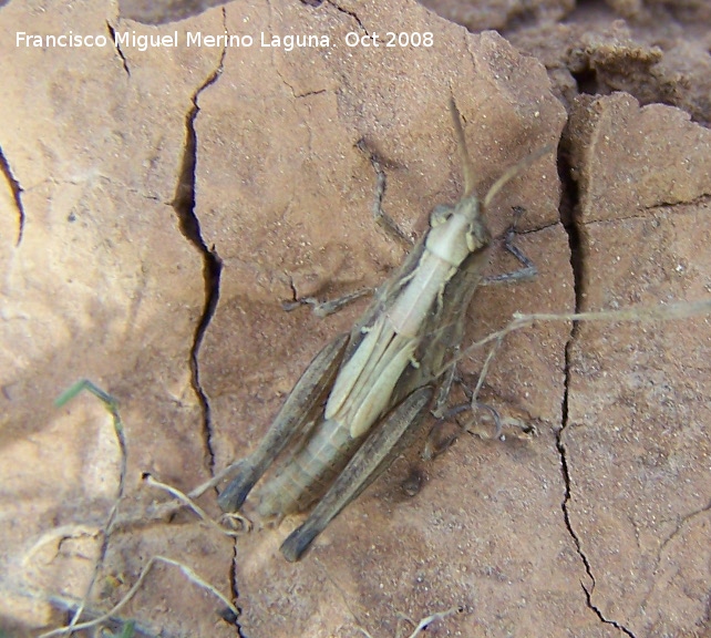 Saltamontes de campo - Saltamontes de campo. Ninfa - Llano de la Estrella - Navas de San Juan