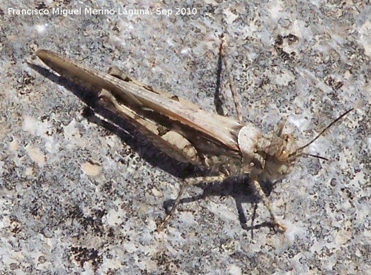 Saltamontes de campo - Saltamontes de campo. Pea de Martos - Martos