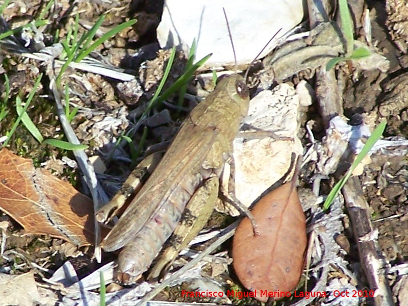 Saltamontes de campo - Saltamontes de campo. Portillo del Fraile - Jan