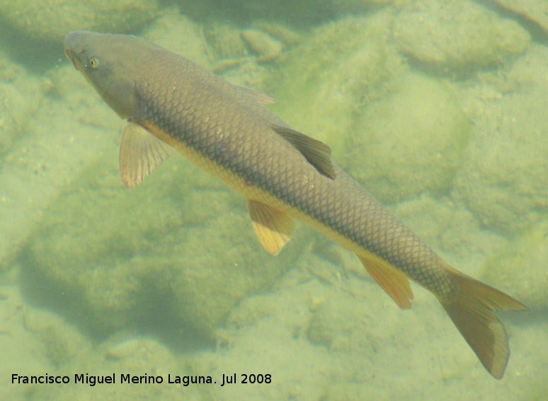 Pez Barbo - Pez Barbo. Cazorla