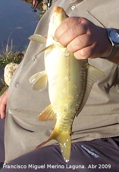 Pez Carpa - Pez Carpa. Pescada en el Pantano de Guadaln y posteriormente soltada viva. Arquillos