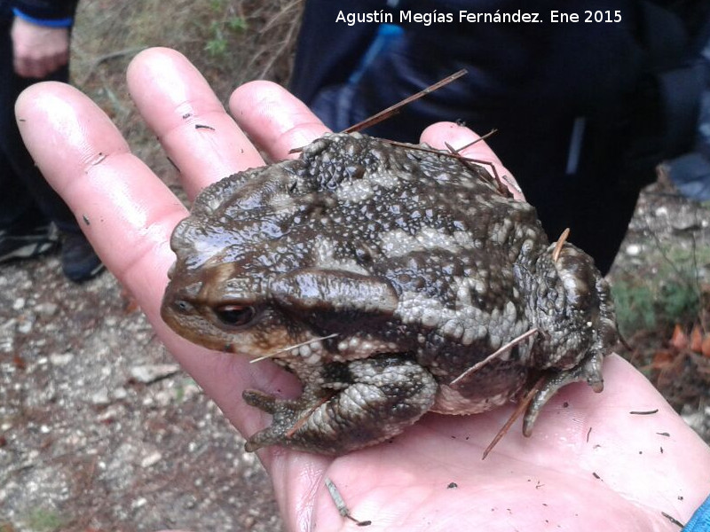 Sapo - Sapo. Sierra de Jan