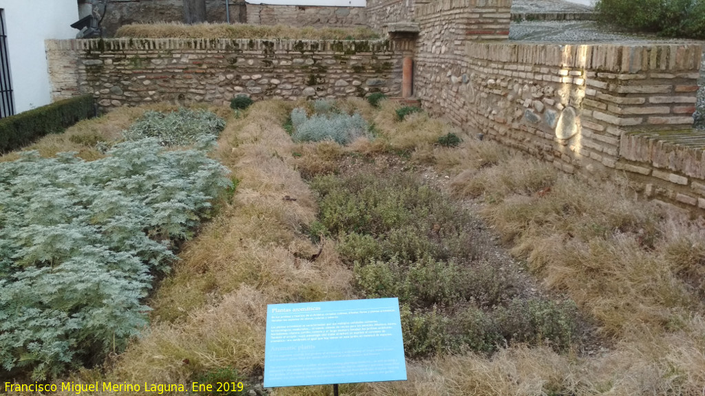 Palacio de Dar Al-Horra - Palacio de Dar Al-Horra. Huerto de plantas aromticas del patio de entrada