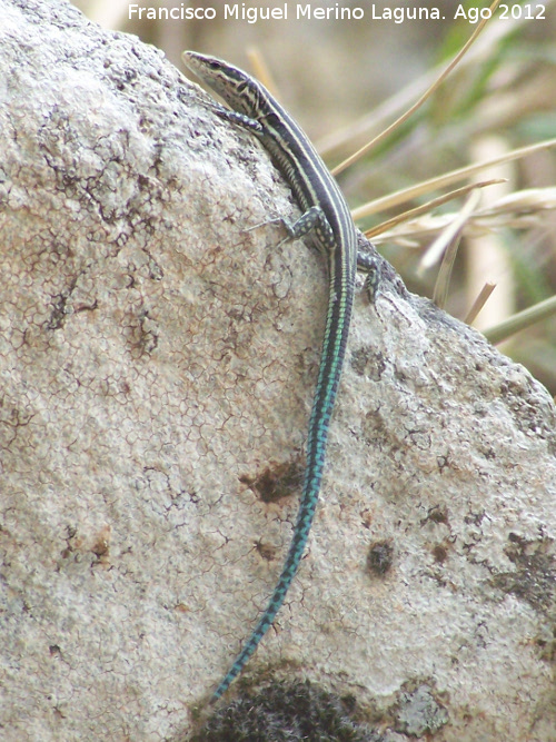 Lagartija ibérica - Lagartija ibérica. Con la cola azul. Morrión - Yeste