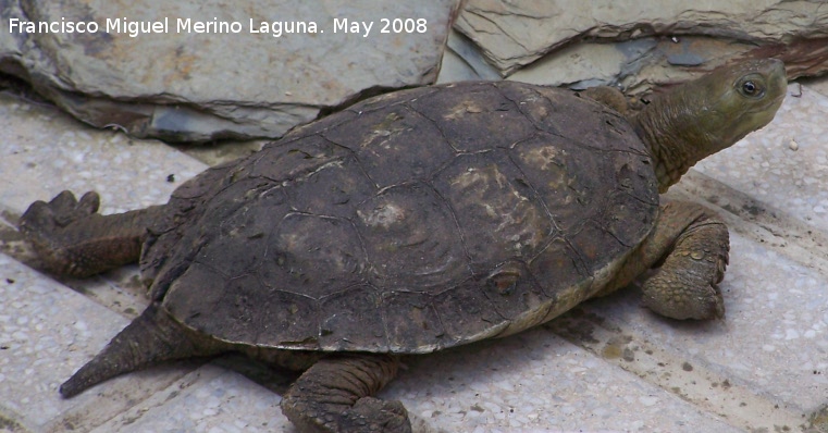 Galpago leproso - Galpago leproso. Navas de San Juan