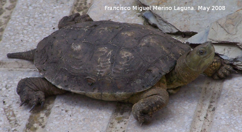 Galpago leproso - Galpago leproso. Navas de San Juan