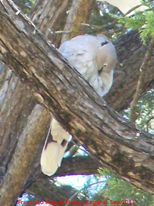 Pájaro Tórtola turca - Pájaro Tórtola turca. Parque de la Fuensanta - Alcaudete