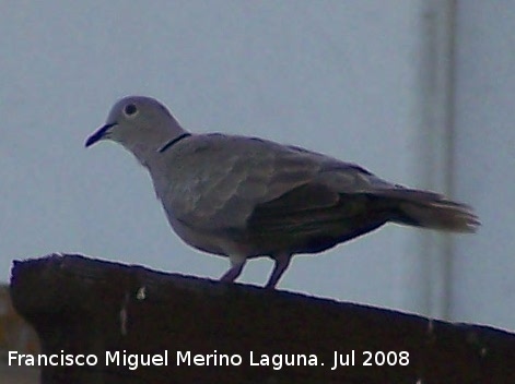 Pjaro Trtola turca - Pjaro Trtola turca. Benalmdena